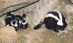 Skunk with young