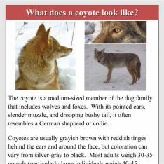 Urban coyotes: conflict and management
