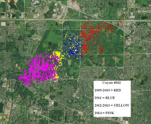 coyotes population maps united states