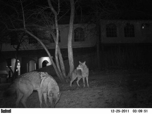 Coyote 441 with pack member in Lincoln Park Zoo