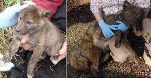 Coyote 551 as a young pup and a subadult