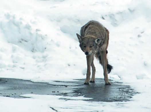 Coyote scratching mange during winter