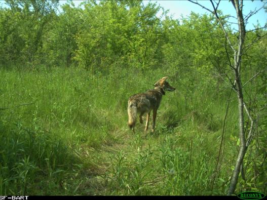 Photo of coyote 860