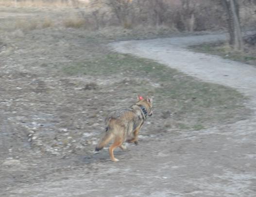 Coyote in Cleveland