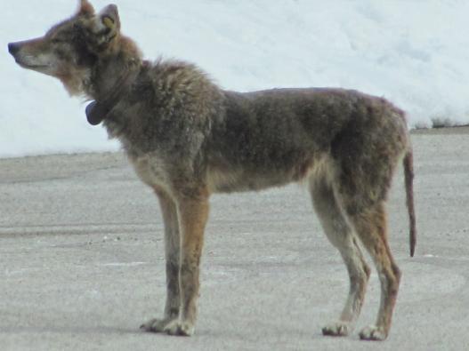 Coyote with mange