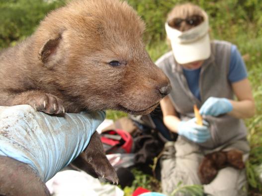 Researchers examine coyote pups