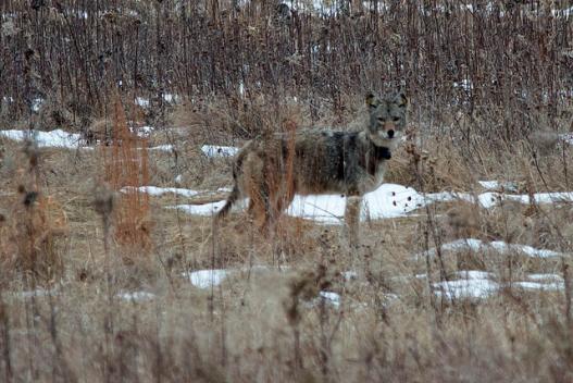 coyote in forest preserve