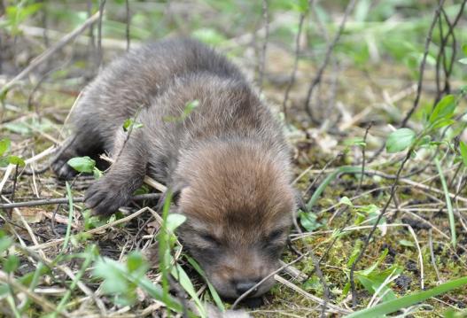 The presence of coyote pups can elevate negative adult coyote behaviors