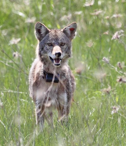 coyote with tracking collar