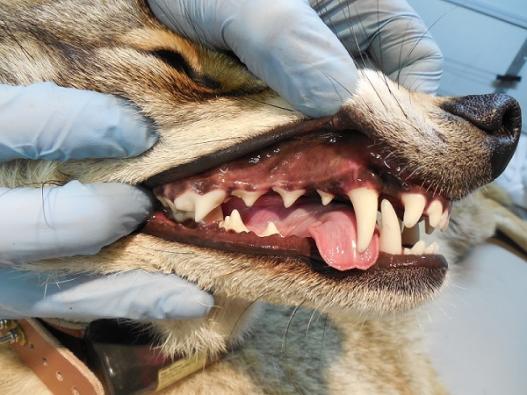 coyote teeth