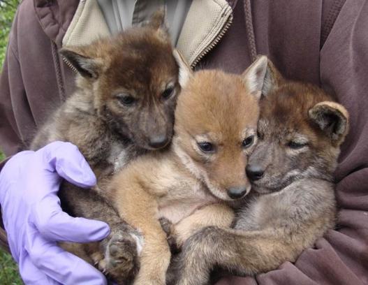 Image of coyote pups with light and dark color variations