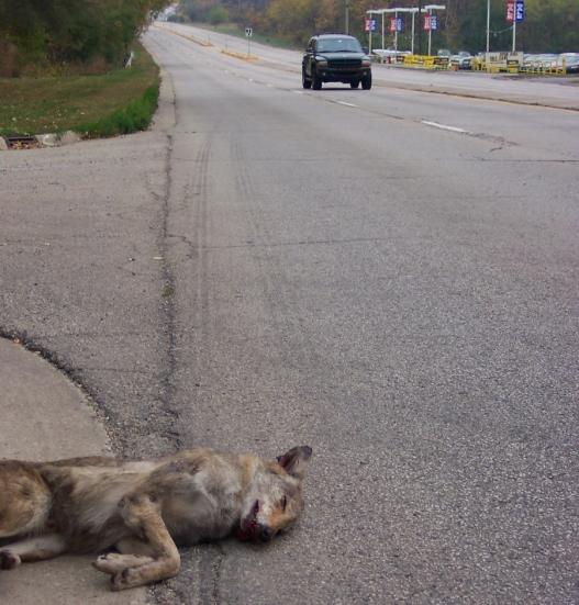 coyote in its den