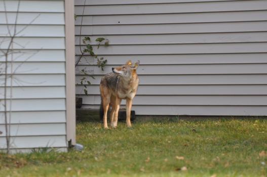 Coyote 434 wanders through a neighborhood