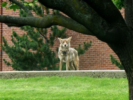 Coyote standing on a sidewalk in an urban area