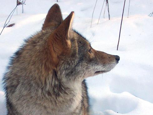 Coyote in profile showing long snout