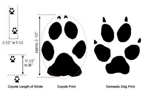 bobcat vs cougar paw prints