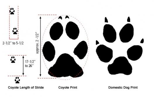 Coyote Vs Dog Tracks In Snow