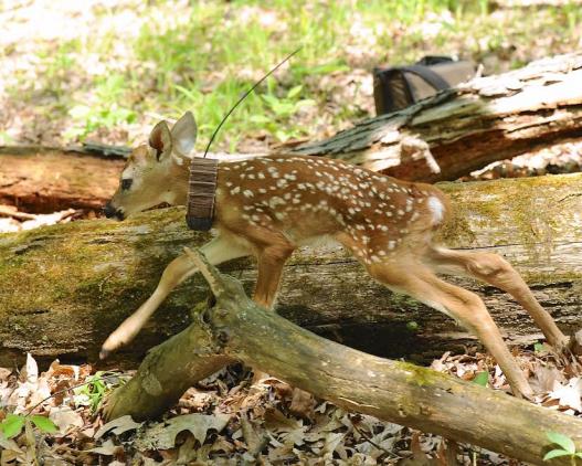 fawn with tracking collar