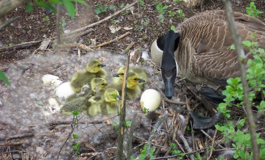 goose with goslings
