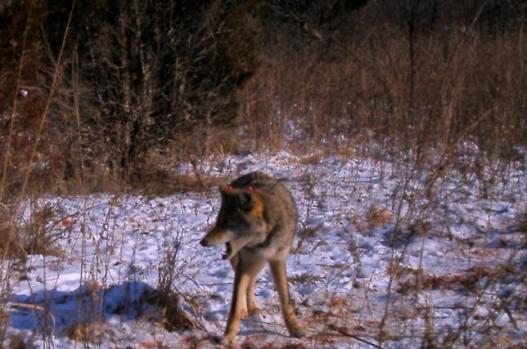 Coyote howling