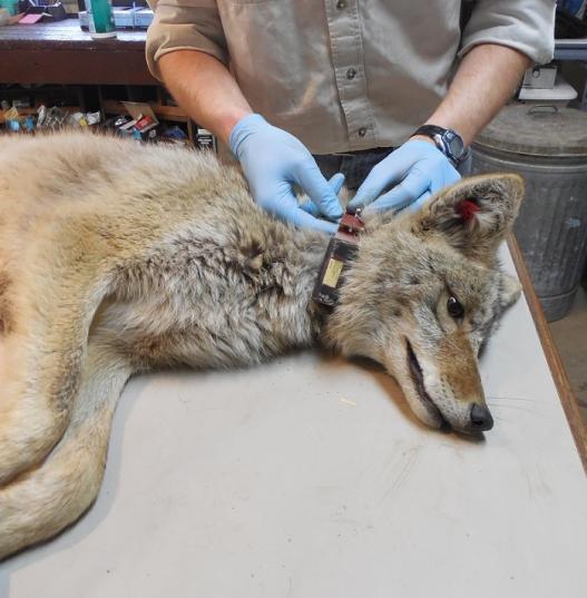 Coyote getting a VHF collar