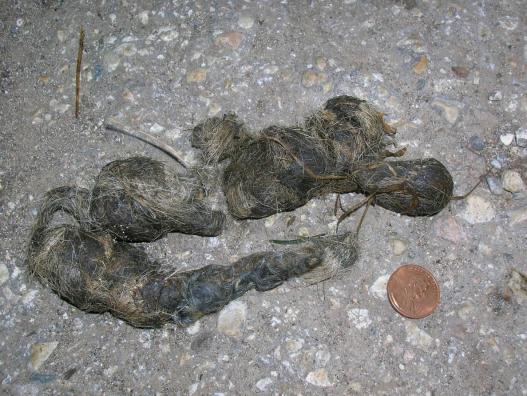 Photo typical of coyote scat