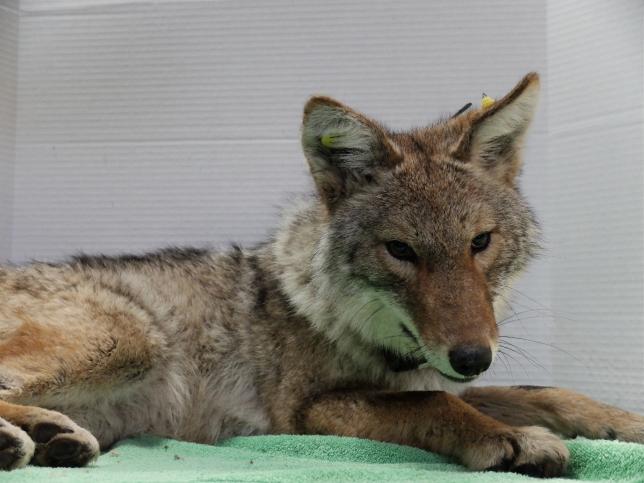 Coyote 1101 during her adult exam (sedated)