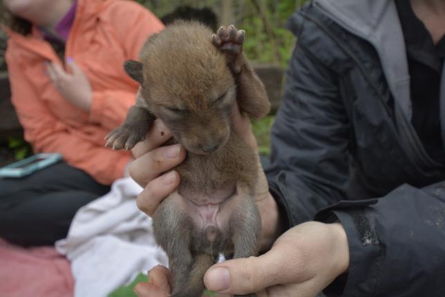 Coyote 1101 gets her microchip and standard measurements recorded