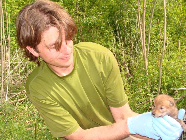 Researcher Shane checks one coyote pup of coyote 508's litter