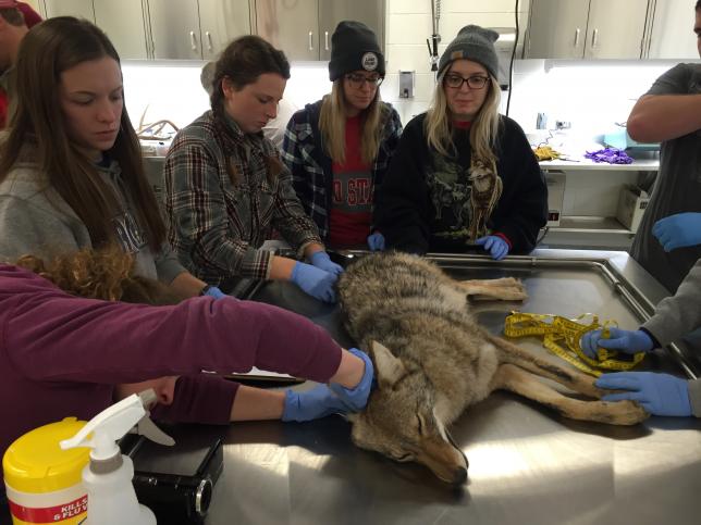 Photo of students examining a sedated coyote