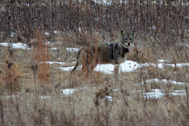 Tagged coyote in a forest preserve