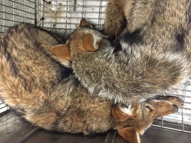 Photo of coyotes in a temporary pen awaiting release