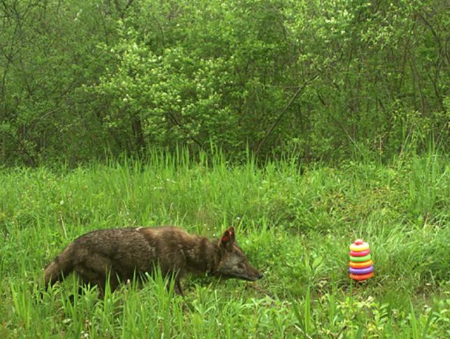 Photo of coyote investigating a child's toy