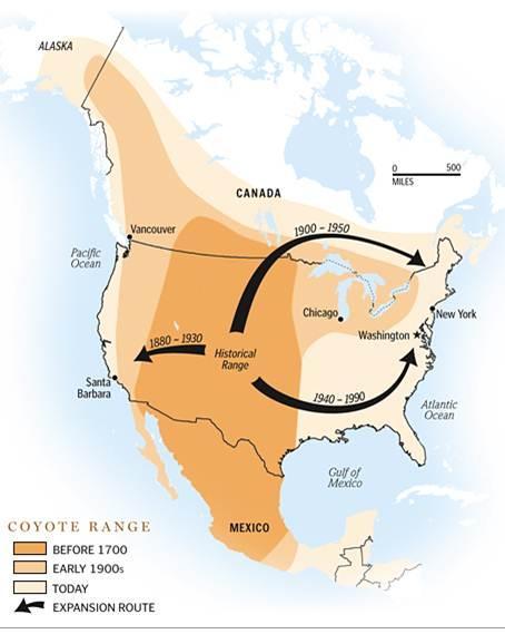 Progression of coyote range expansion throughout North America and Mexico