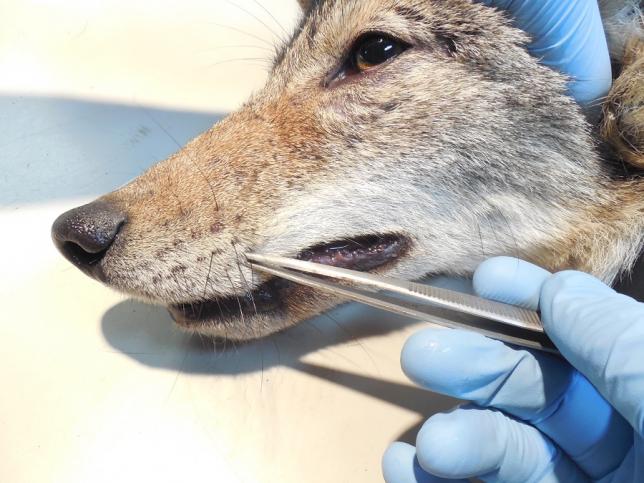 Photo of researcher taking a whisker sample from a coyote