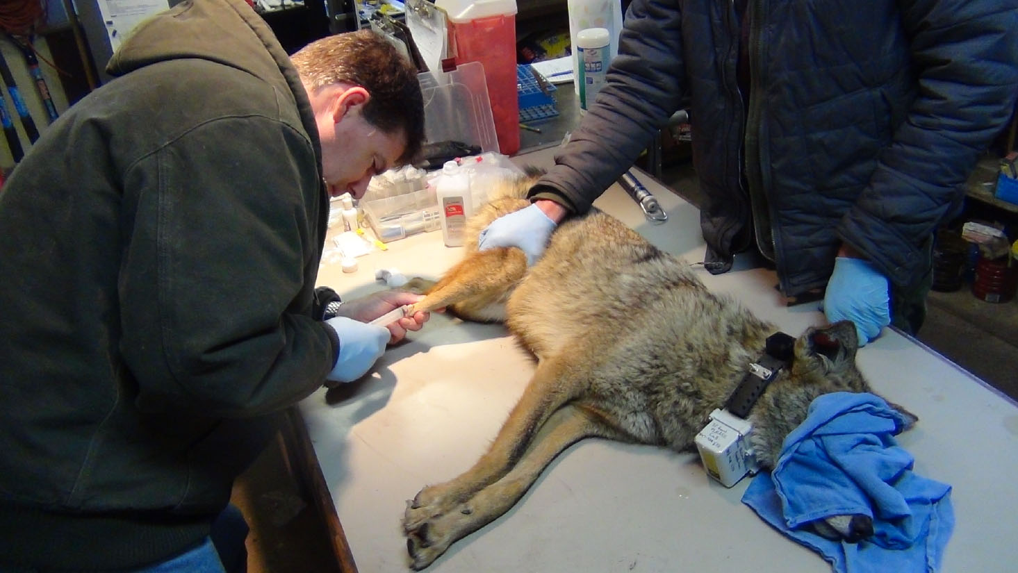 Urban Coyote Research Project
